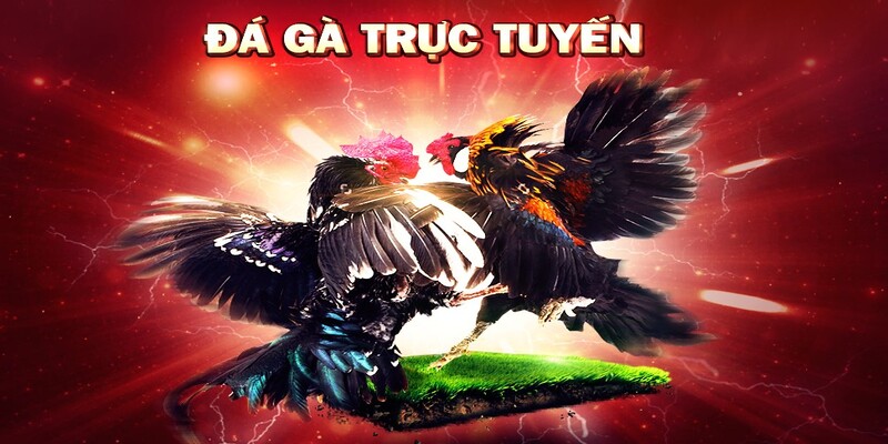 Khái niệm đá gà cựa dao