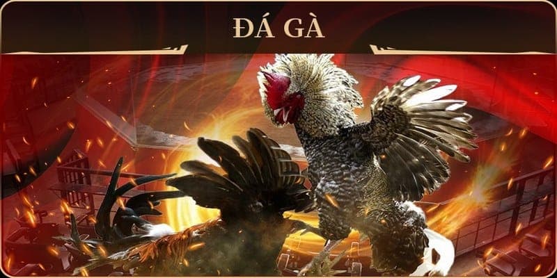 Ưu điểm nổi trội khi xem đá gà C1 tại các trang web trực tuyến