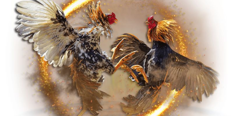 Xem đá gà trực tiếp ở đâu?